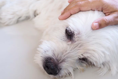 불안한 노견을 달래는 개