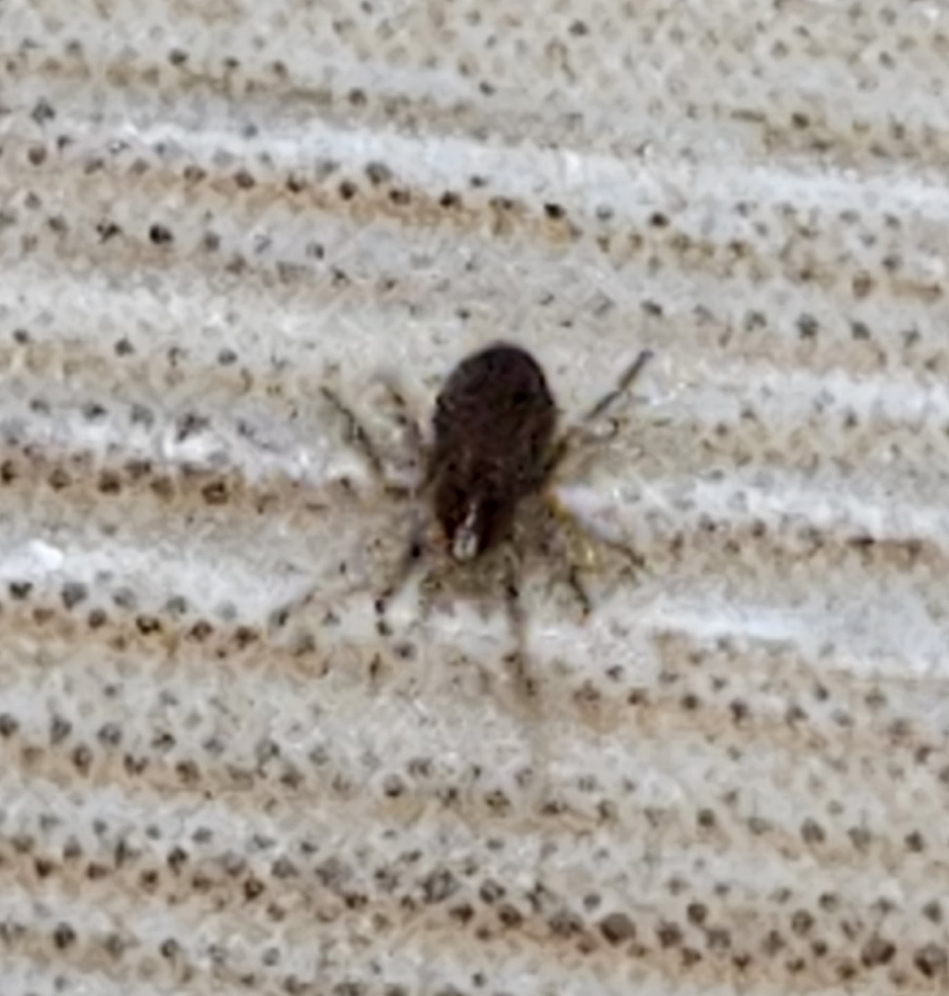 메타세쿼이아 응애8