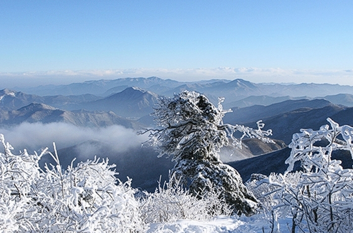 태백산 눈꽃축제 기차여행