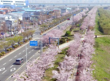  김해 벚꽃 명소