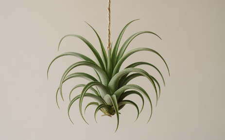 틸란드시아 사진