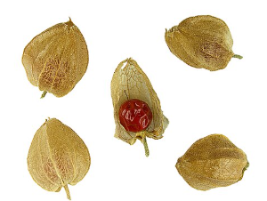 아슈와간다 효능