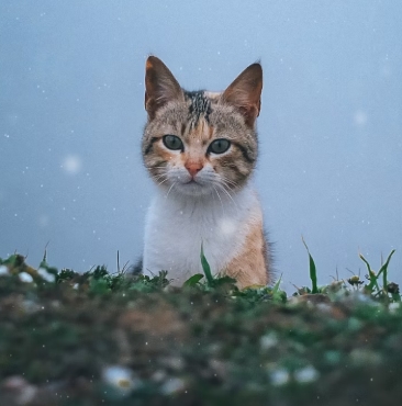 고양이 건강한 식단 구성법과 영양 균형 가이드