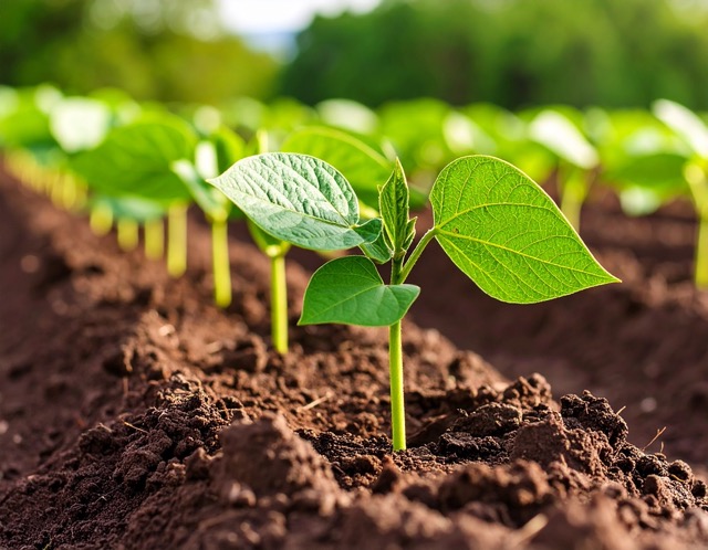 서리태파종시기 지역별