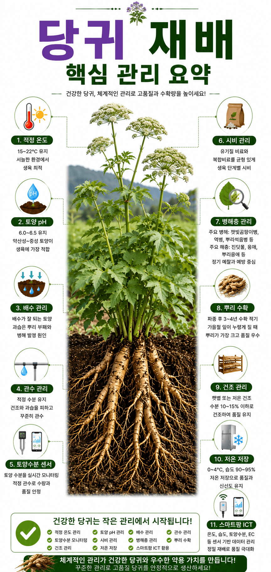 당귀 재배 인포그래픽