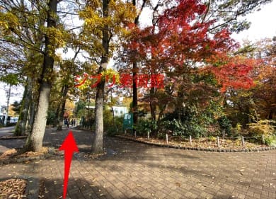 나무들이 있는 공원 사진