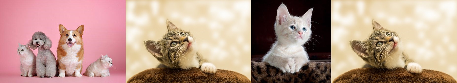 강아지-고양이-사진