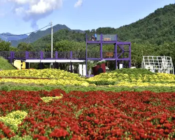 인제 가을꽃축제_13