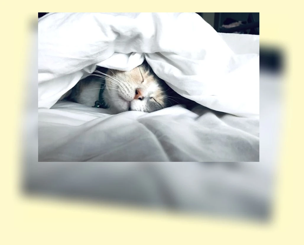 고양이 영양학_1_subsection