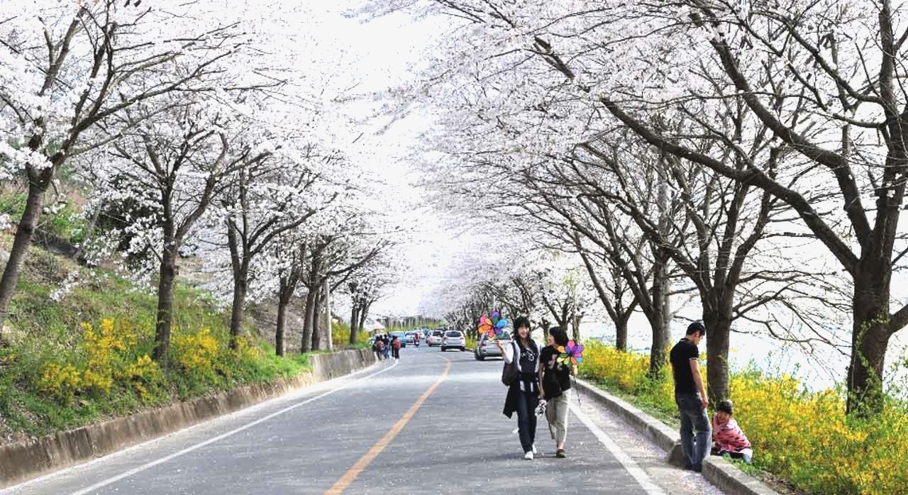 섬진강을 따라 길게 이어진 벚꽃길과 사람들로 붐비는 구례 300리 벚꽃축제 현장 전경. [ⓒ한국관광공사]