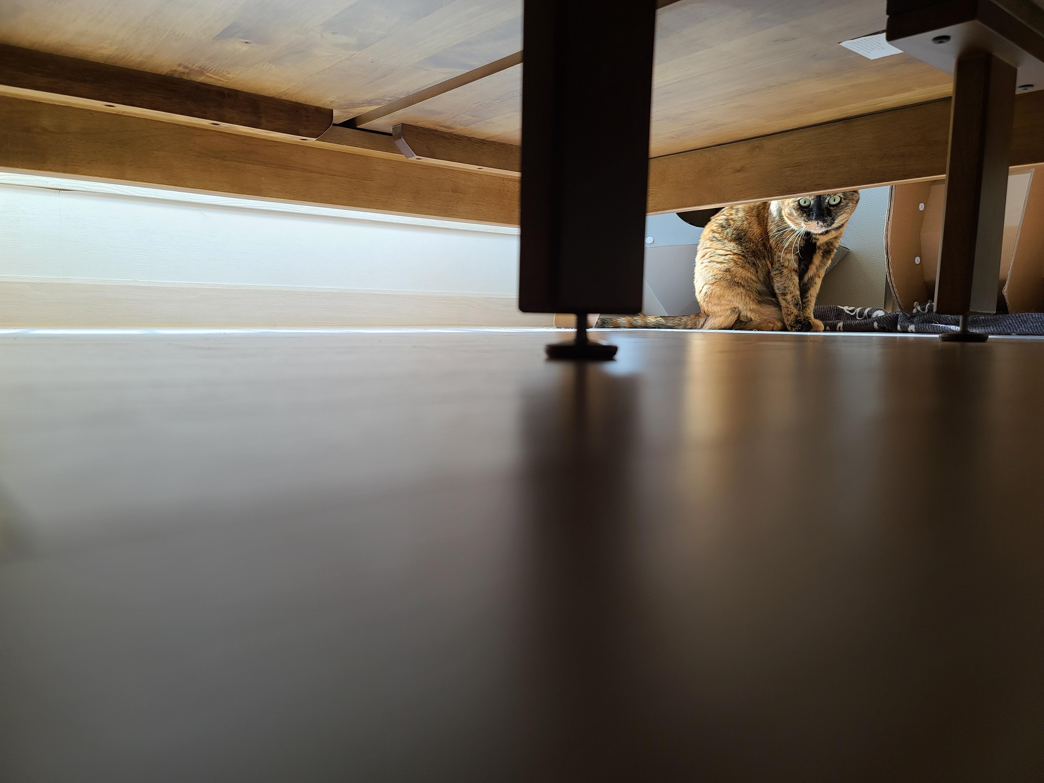 9냥이 집사의 눈뜨면 하는 일들.