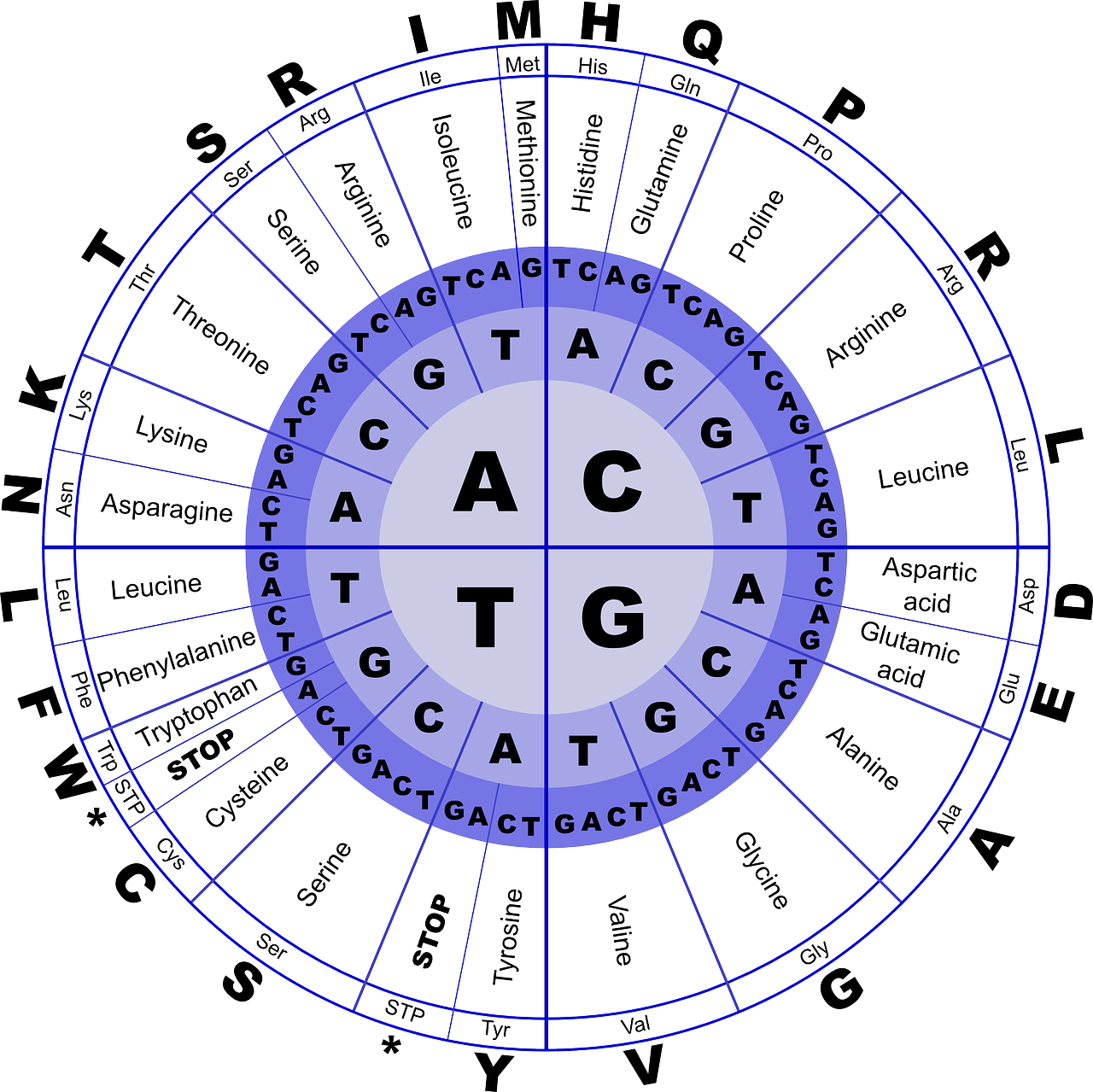 필수 아미노산 류신
