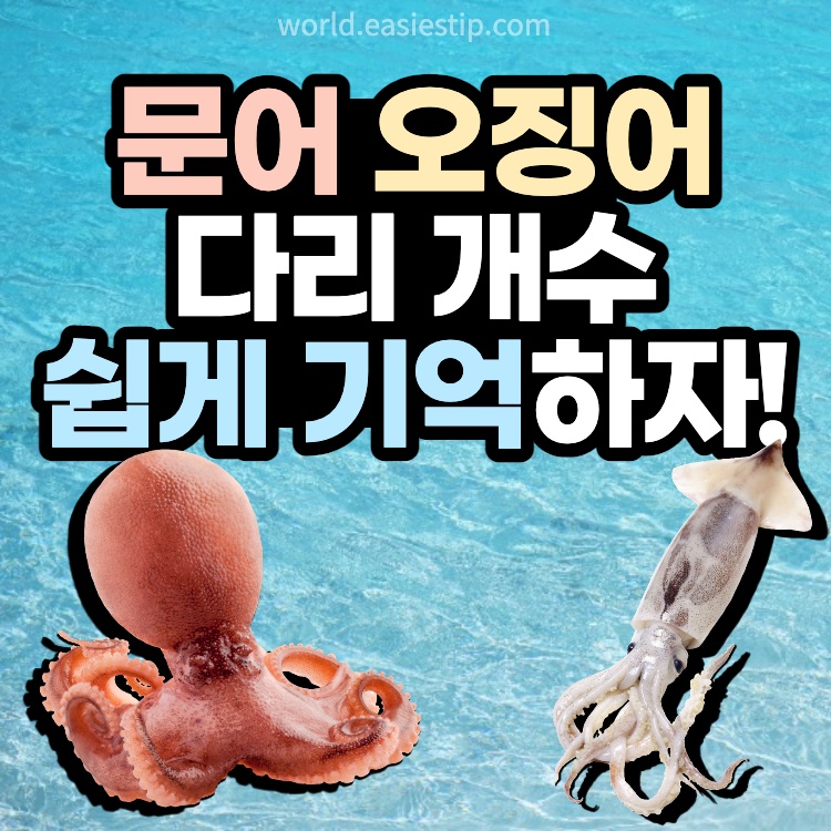 오징어 문어