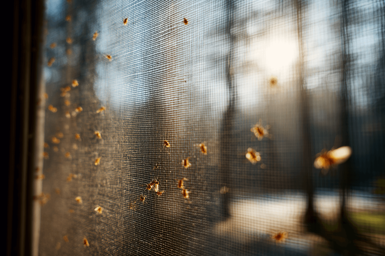 방충망에-붙어-있는-수-많은-벌레들-이미지
