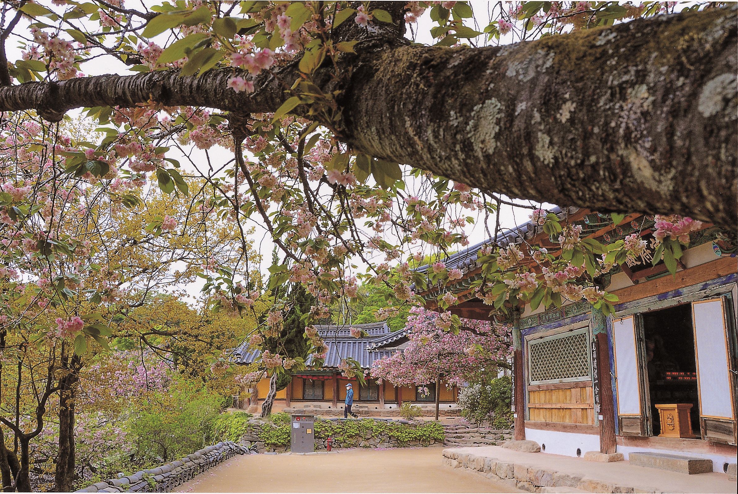 [4월 봄꽃 여행]서산 개심사 겹벚꽃&middot;청벚꽃 여행기❘벚꽃 개화 상황, 아직은 시작, 그러나 곧 절정