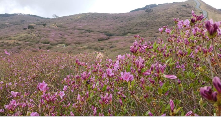 철쭉 개화상황1