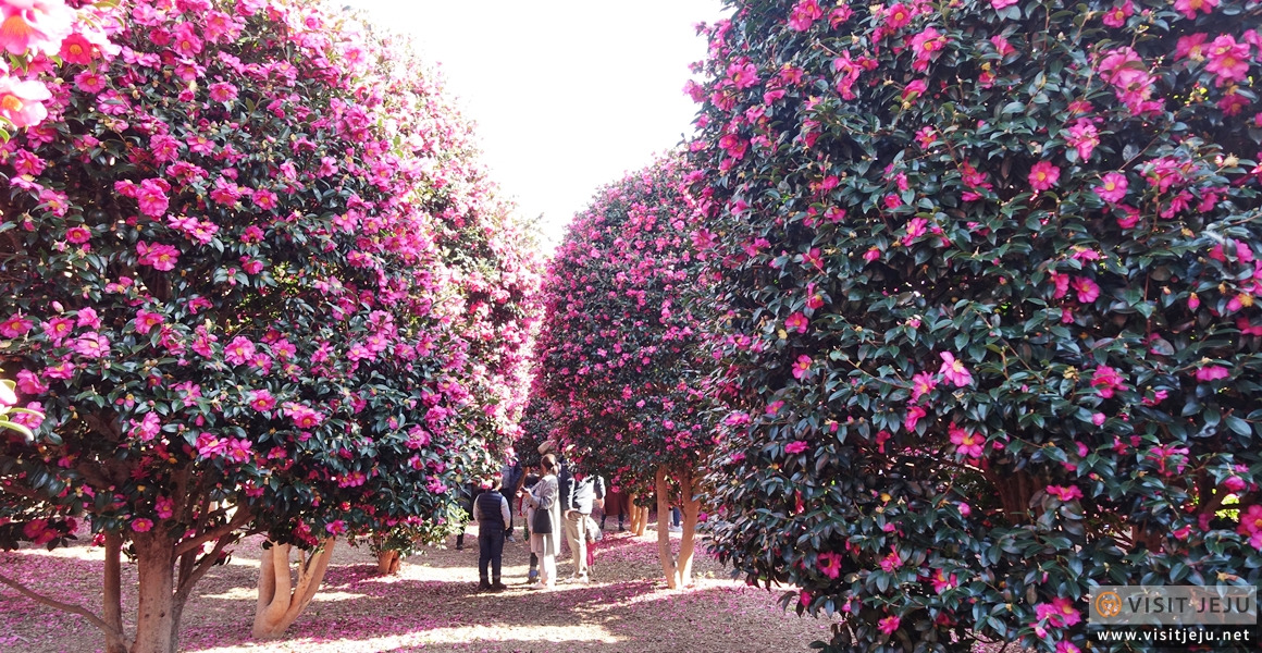 제주동백수목원