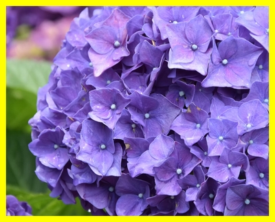 제주 꽃구경&amp;#44; 제주 관광지 추천&amp;#44; 제주 겨울여행&amp;#44; 제주 봄여행&amp;#44; 제주 수국 시즌&amp;#44; 제주 감성정원&amp;#44; 카멜리아힐 동선&amp;#44; 제주 카멜리아힐 후기&amp;#44; 제주 가족여행지&amp;#44; 제주 연인코스