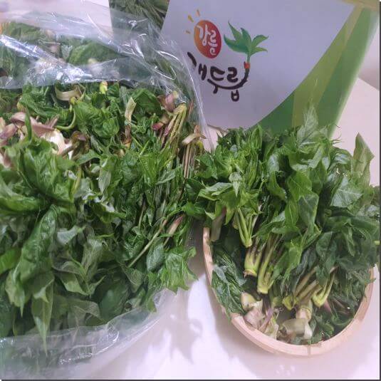 엄나무순 효능 및 영양소 먹는 법과 부작용