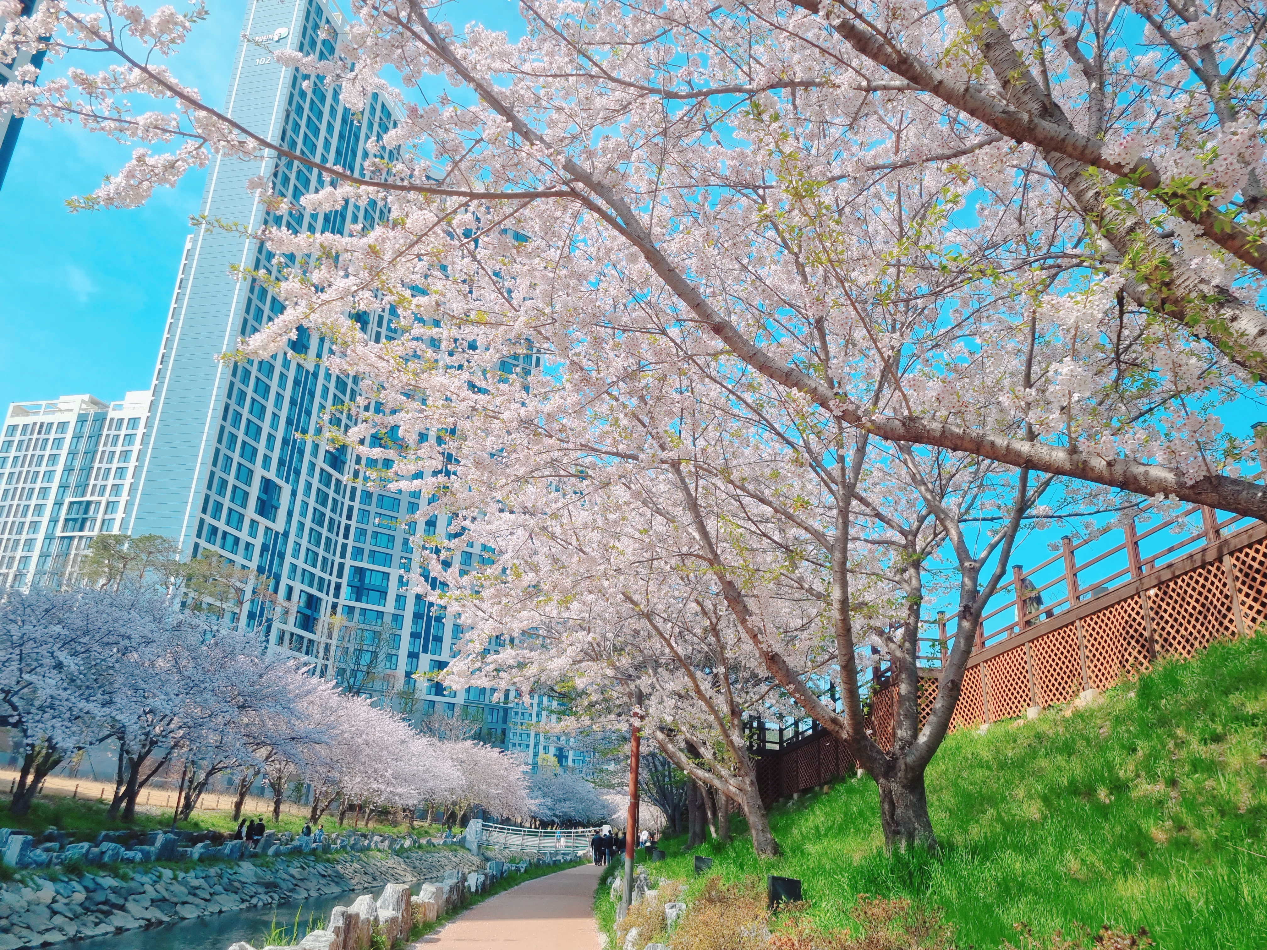 영도 동삼해수천 벚꽃길