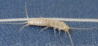 좀벌레 퇴치법2