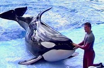 블랙피쉬 관련 사진