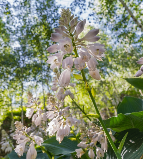 🌿 화담숲 예약 방법 총정리 ❘ 예약 확인·취소·대기 꿀팁 관련이미지