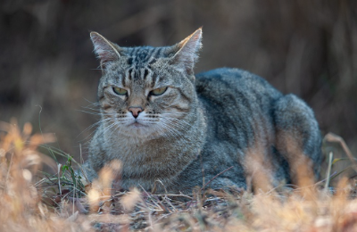 야성적인 리비아 삵
