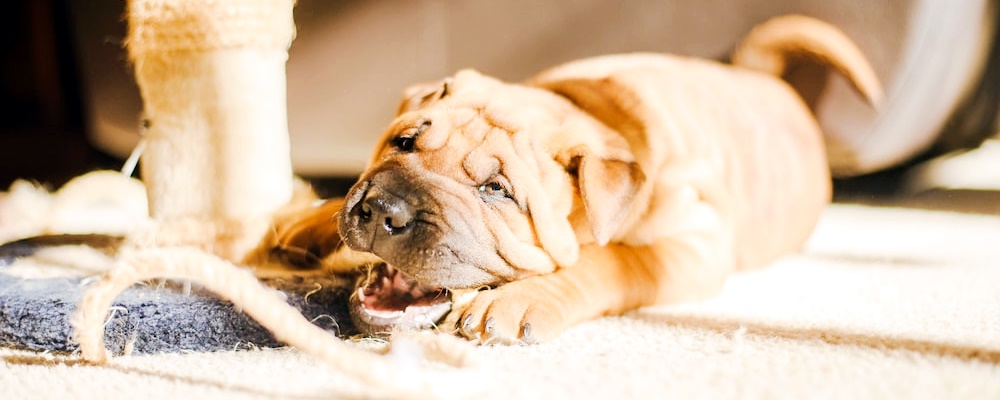 강아지 이물질 삼킴 4