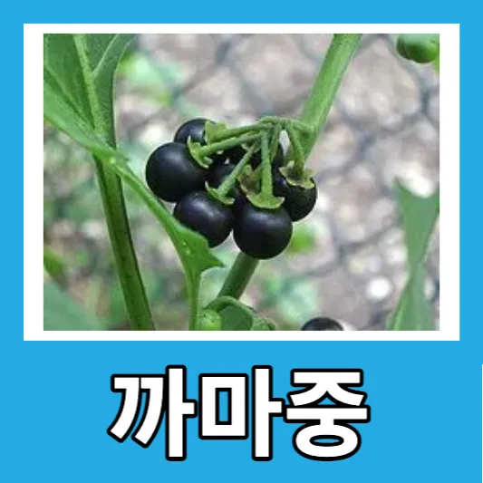 슈퍼푸드 까마중