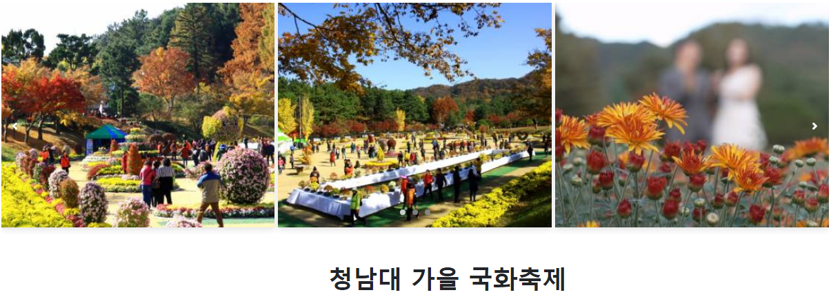 청남대 국화축제