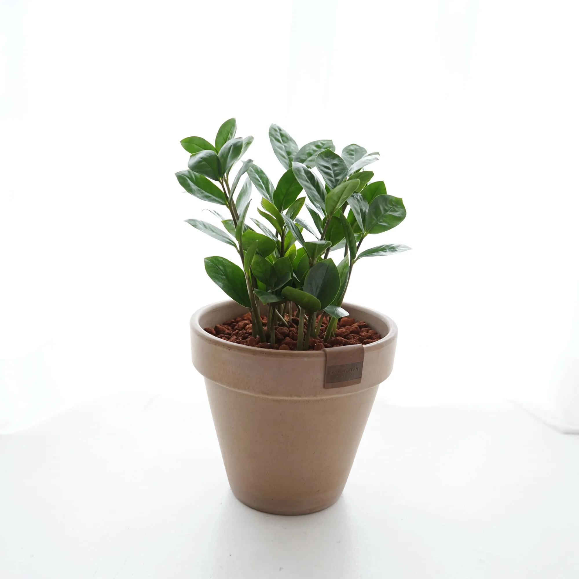 금전수 물주기 과습예방 배수층 만들기 흙선택 시니어도 편한 관리_4