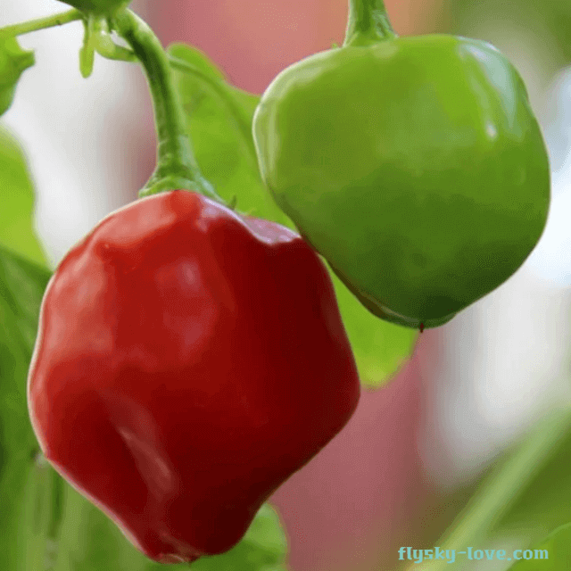 피콴테 고추(Piquanté Pepper)