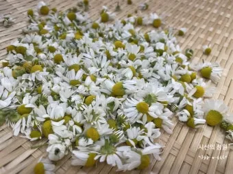 카모마일 재배 직파 심기 연속 개화 수확 건조_14