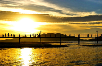 전남 신안 도초도 수국축제