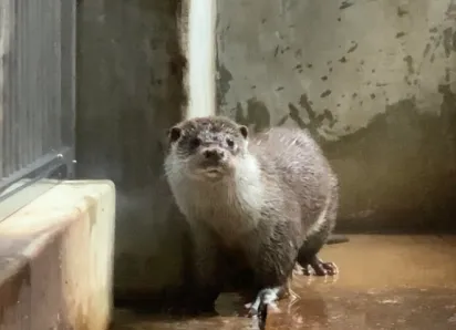 어린이대공원 수달