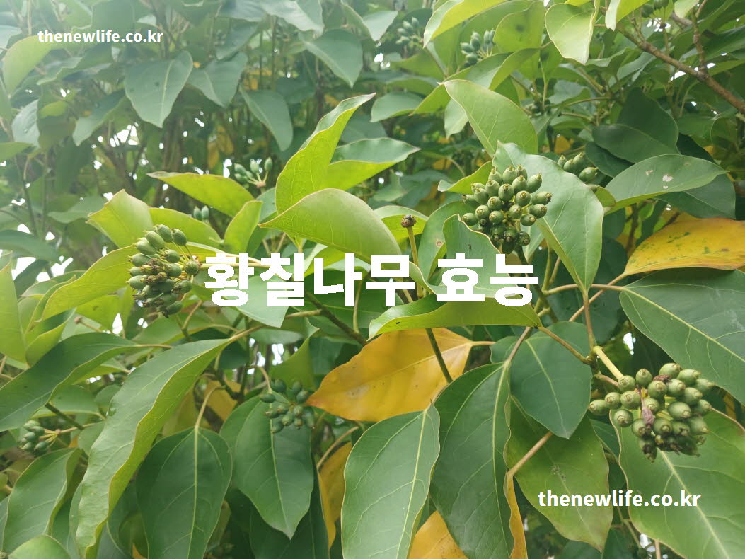 황칠나무 효능 대표 실사진