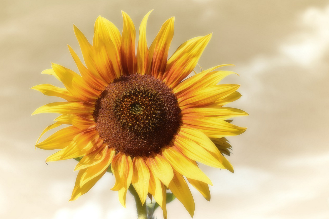 하늘을-향한-해바라기