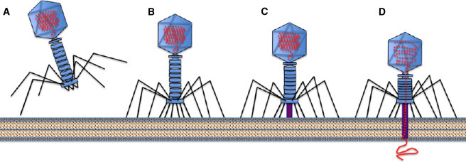 박테리오파지 감염