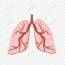 폐에 물이 차는 원인