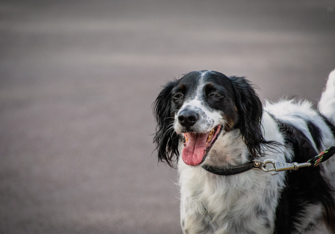 반려견을 위한 여행 필수품 BEST 10 (실제 경험 기반 추천)