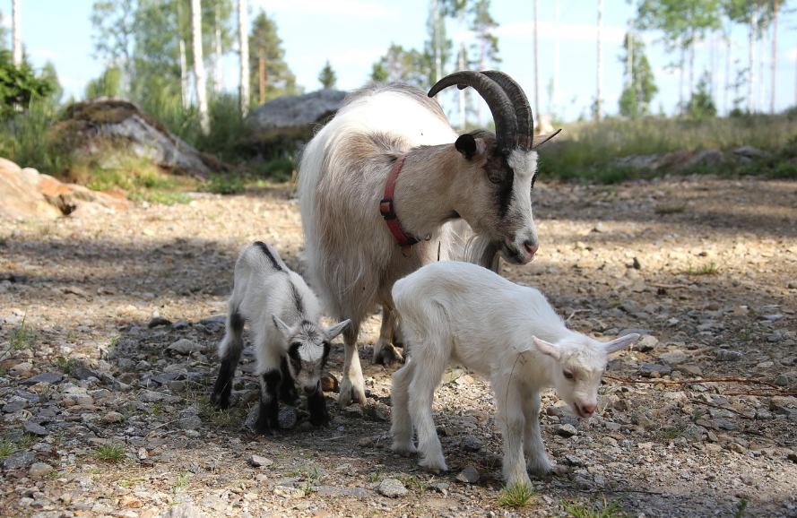 염소 자녀양육
