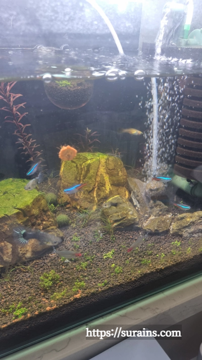 수초 어항 조명 쿠바펄 추천 트윈스타 450c 사용 후기