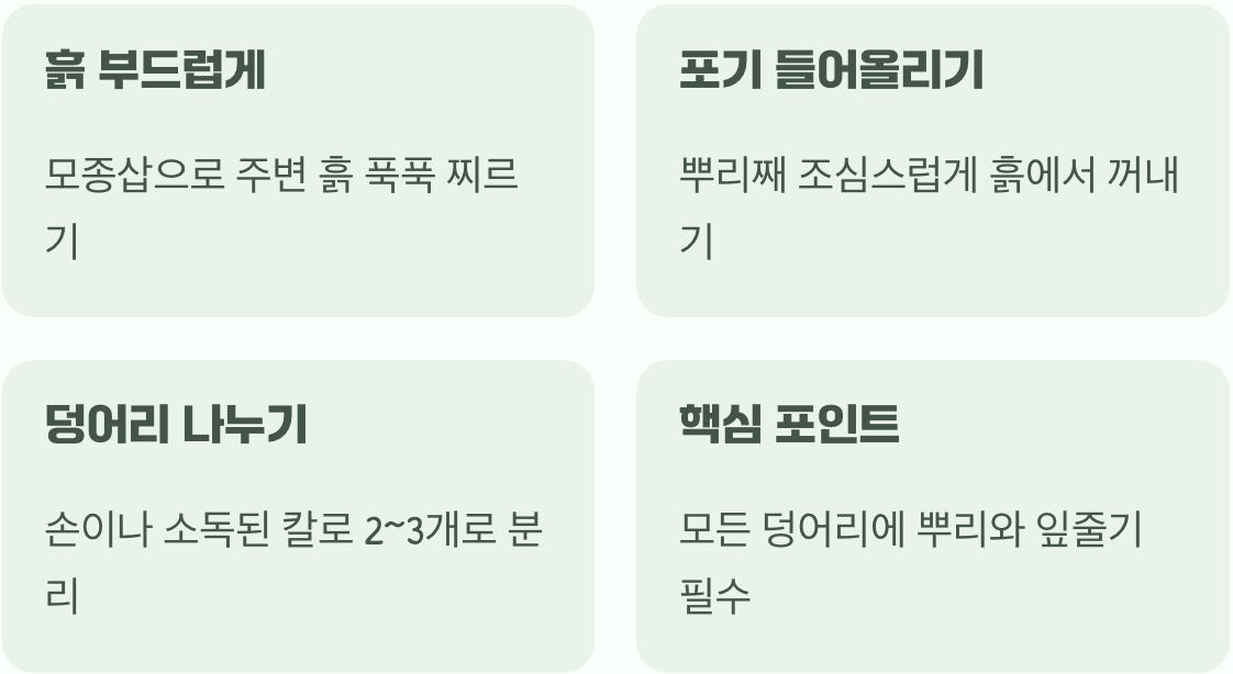 마법 같은 뿌리 나누기, 준비물과 과정