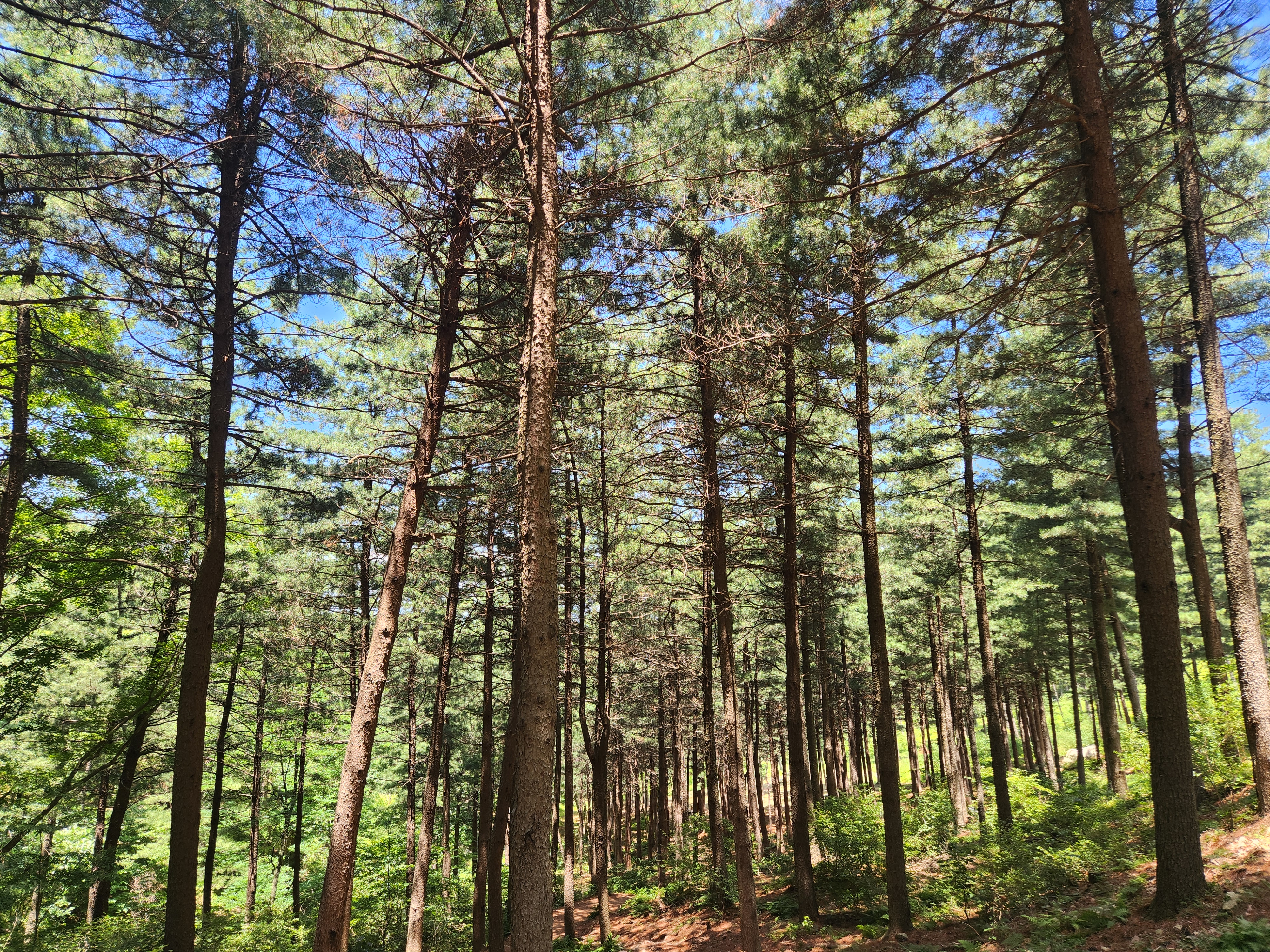 산성산 (78)
