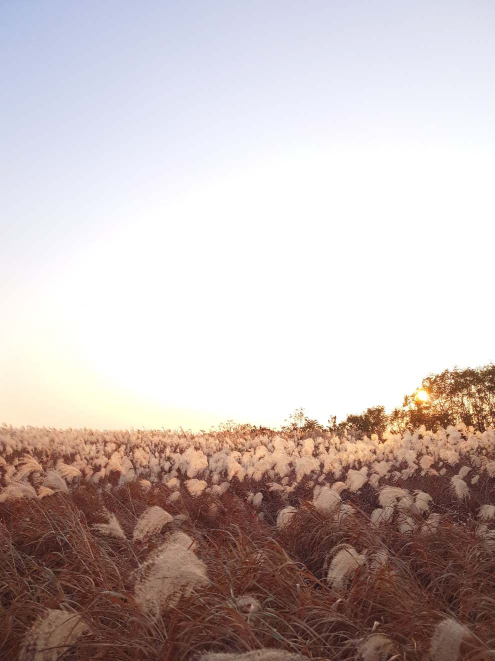 하늘공원억새축제
