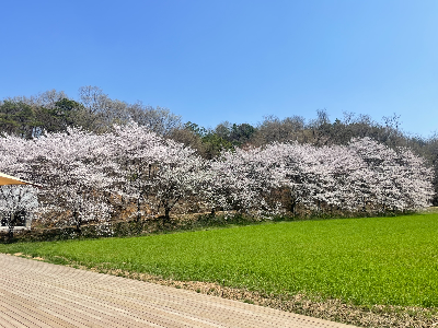 당진 카페피어라