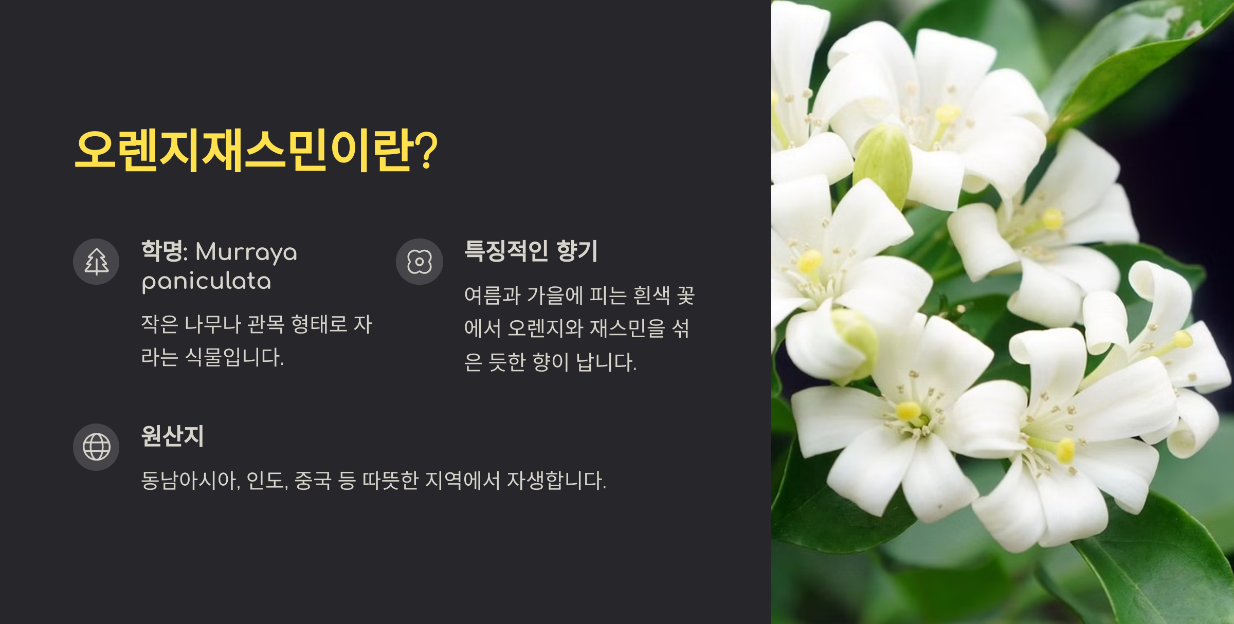 오렌지 자스민 사진