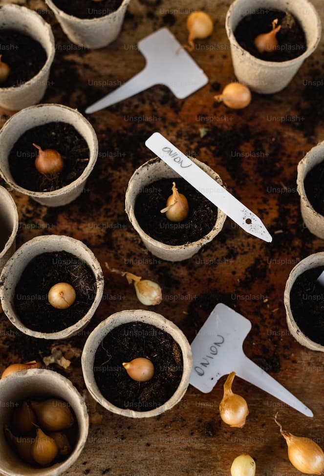 파 – 뿌리만 남겨도 다시 자라는 재배법