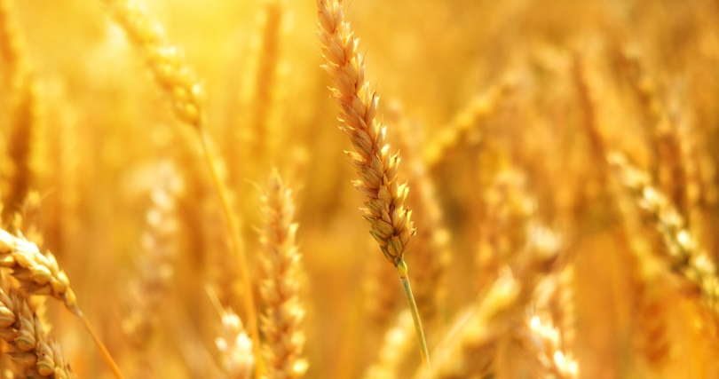 고대 곡물의 귀환, &lsquo;카무트 효소&rsquo;가 주목받는 이유